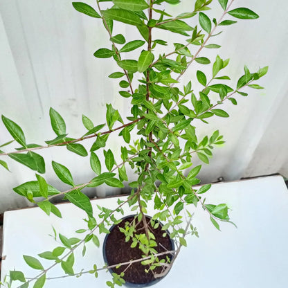 Buy Mehndi "Henna" (Lawsonia Inermis) - Plant Online at Lalitenterprise