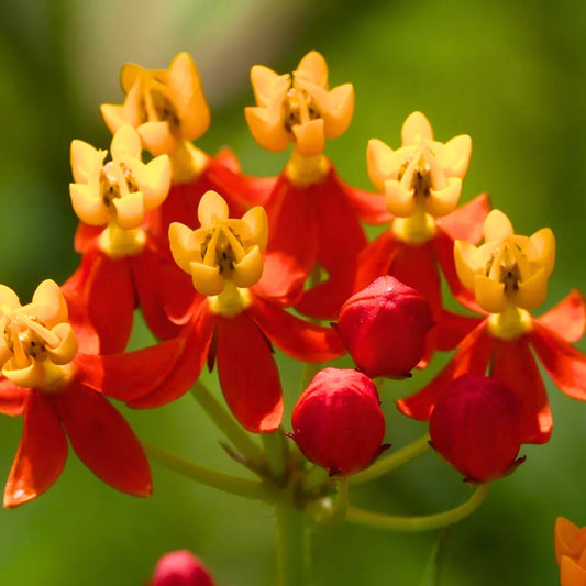 Buy Mexican Butterfly Weed (Asclepias Curassavica) Haldi Kumkum - Plant Online at Lalitenterprise