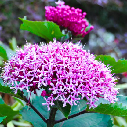 Buy Mexican Hydrangea (Rose Glory Bower) - Plant Online at Lalitenterprise