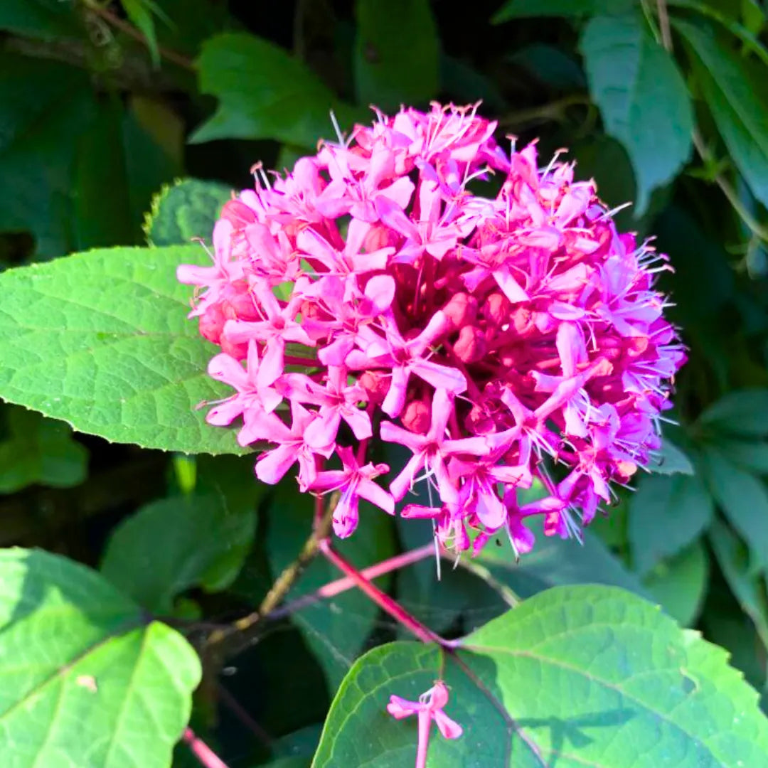 Buy Rose Glory Bower - Plant Online at Lalitenterprise