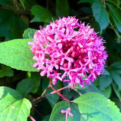 Buy Rose Glory Bower - Plant Online at Lalitenterprise