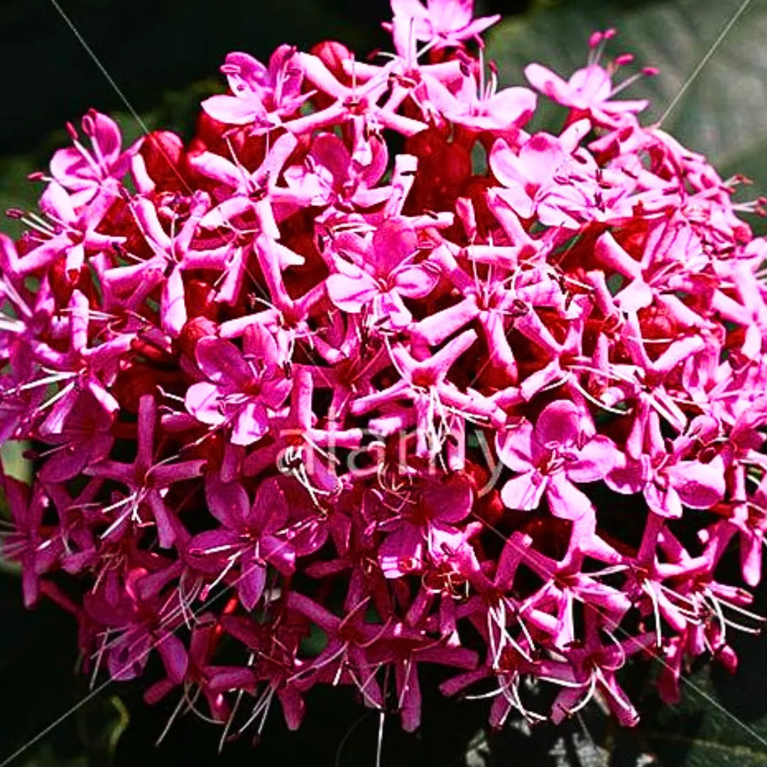Buy Mexican Hydrangea - Plant Online at Lalitenterprise
