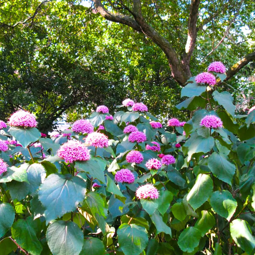 Buy Mexican Hydrangea (Rose Glory Bower) - Plant Online at Lalitenterprise