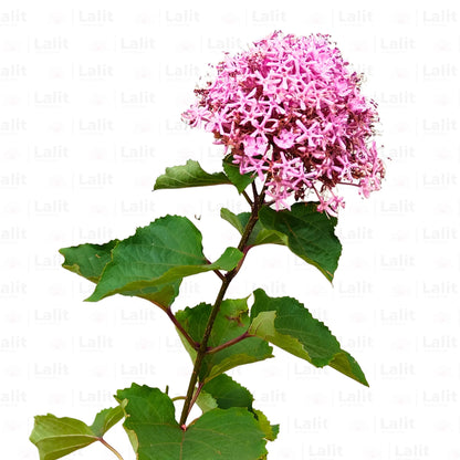 Buy Mexican Hydrangea (Rose Glory Bower) - Plant Online at Lalitenterprise
