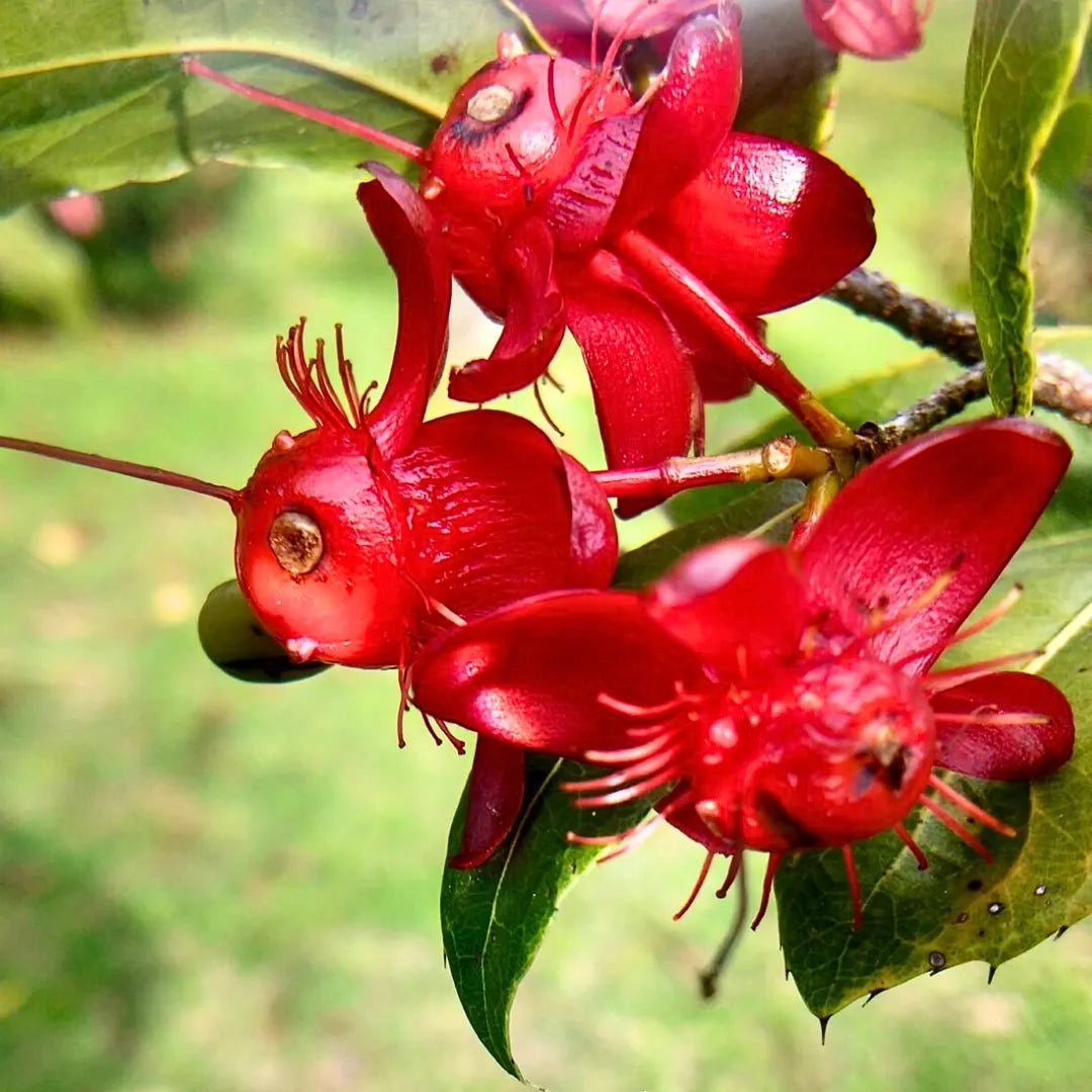 Buy Ochna Serrulata - Plant Online at Lalitenterprise