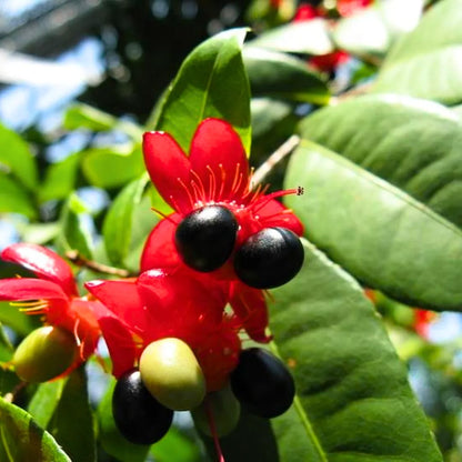 Buy Mickey Mouse - Plant Online at Lalitenterprise