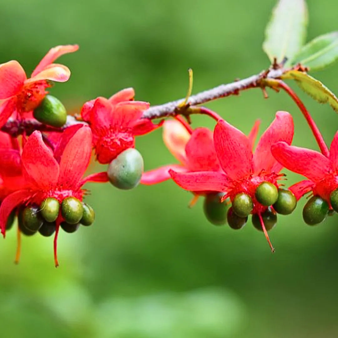 Buy Mickey Mouse (Ochna Serrulata) - Plant Online at Lalitenterprise