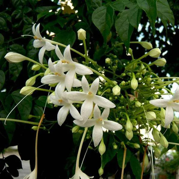Buy Millingtonia Hortensis (Indian Cork Tree) - Plant Online at Lalitenterprise