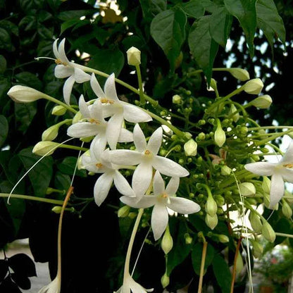 Buy Millingtonia Hortensis (Indian Cork Tree) - Plant Online at Lalitenterprise