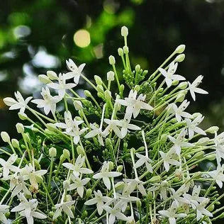 Buy Millingtonia Hortensis (Indian Cork Tree) - Plant Online at Lalitenterprise