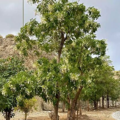 Buy Millingtonia Hortensis (Indian Cork Tree) - Plant Online at Lalitenterprise