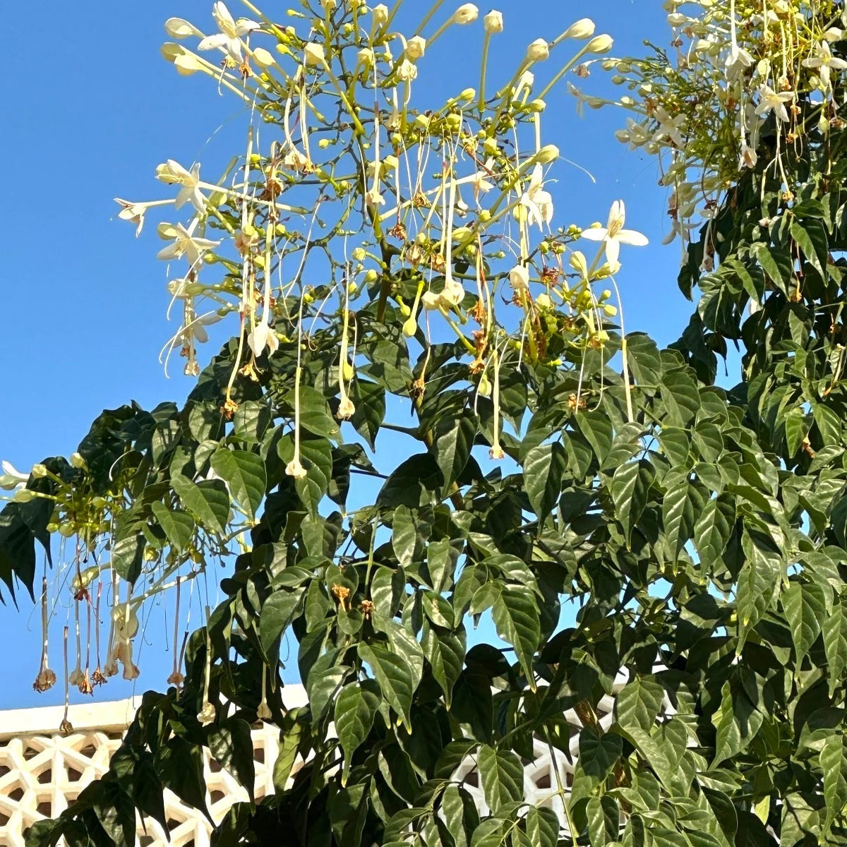 Buy Millingtonia Hortensis (Indian Cork Tree) - Plant Online at Lalitenterprise