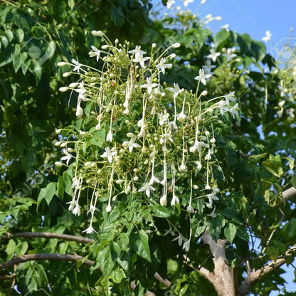 Buy Millingtonia Hortensis (Indian Cork Tree) - Plant Online at Lalitenterprise