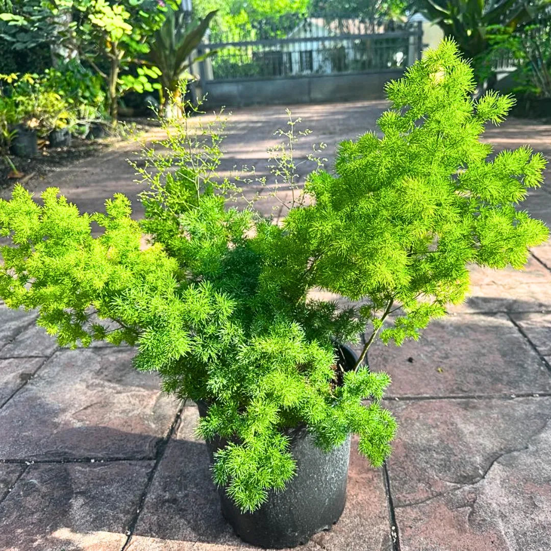 Buy Asparagus Macowanii – Plant Online at Lalitenterprise