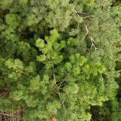 Buy Ming Fern (Asparagus Macowanii) – Plant Online at Lalitenterprise