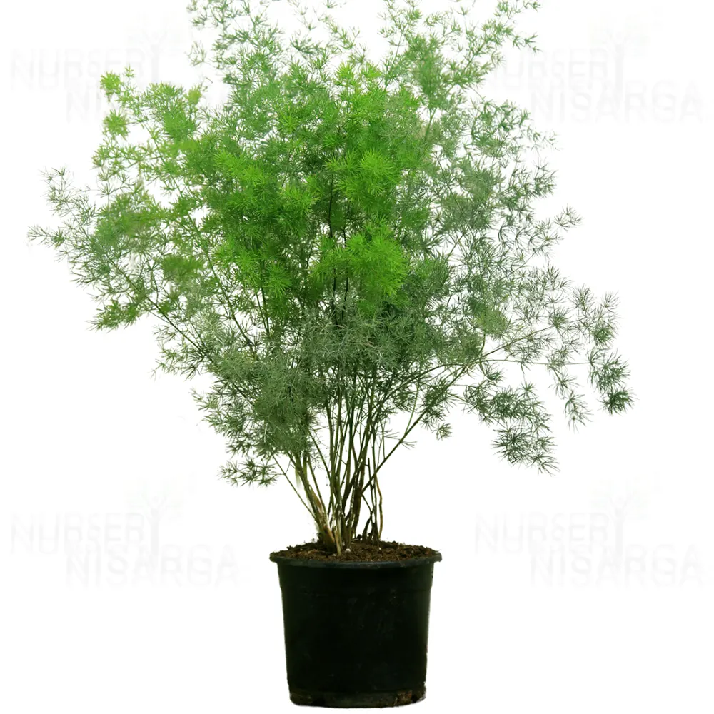 Buy Ming Fern (Asparagus Macowanii) – Plant Online at Lalitenterprise