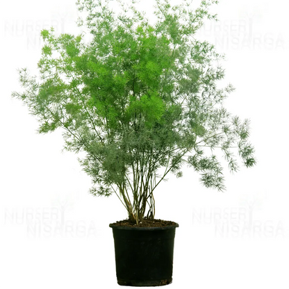 Buy Ming Fern (Asparagus Macowanii) – Plant Online at Lalitenterprise