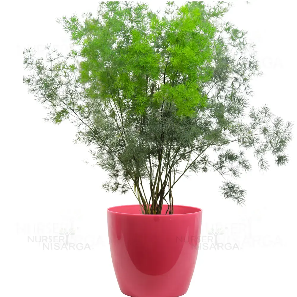 Buy Ming Fern (Asparagus Macowanii) – Plant Online at Lalitenterprise