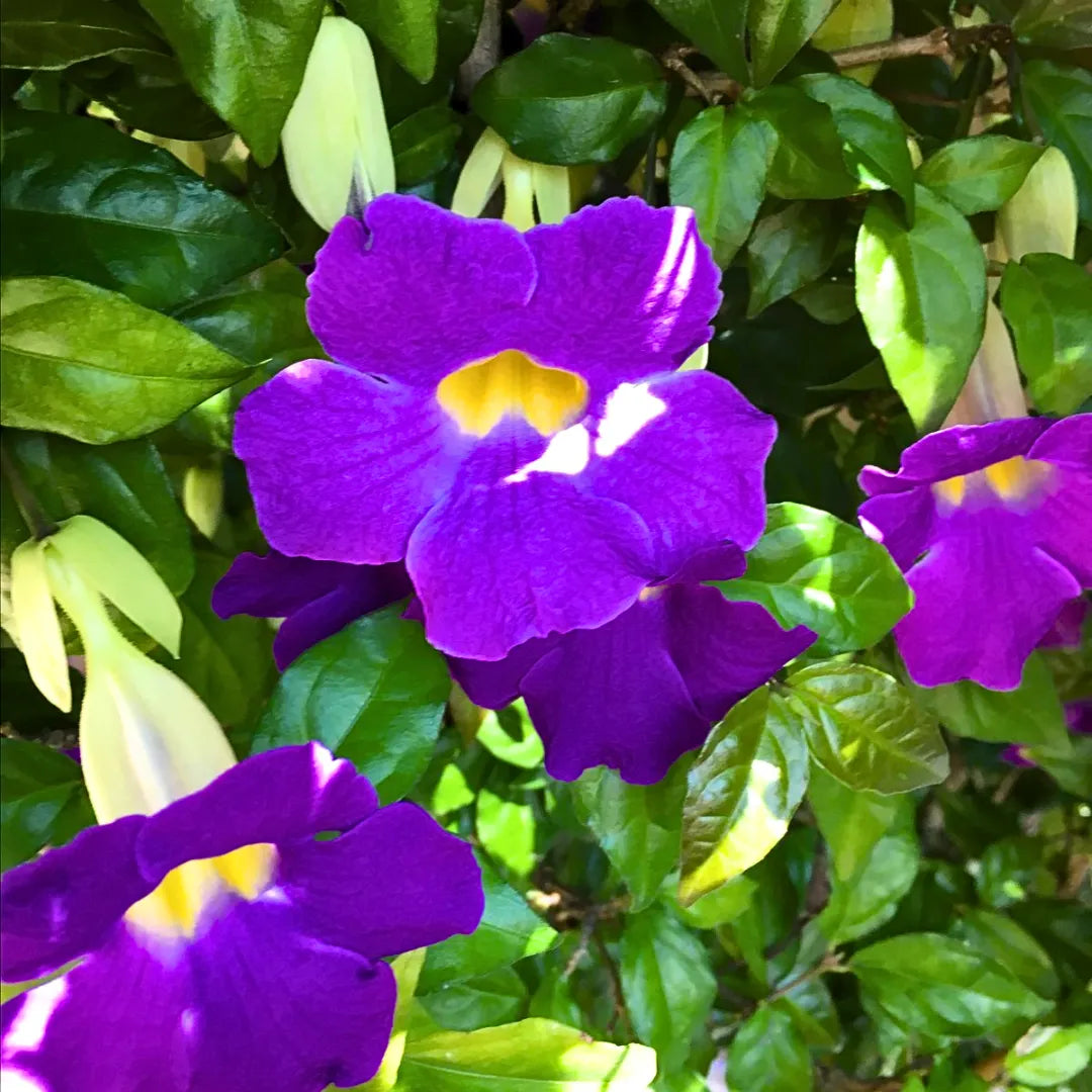 Buy Mini Erecta (Thunbergia Erecta Blue) "Meyenia Erecta Mini" – Plant Online at Lalitenterprise