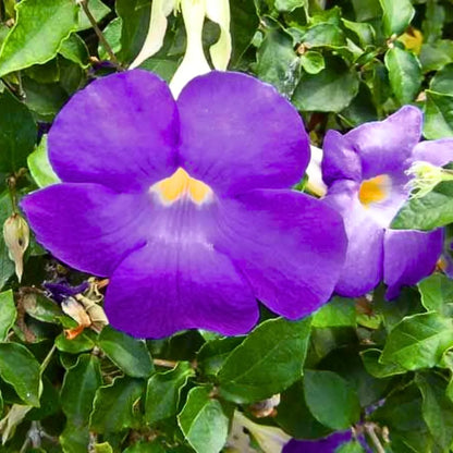 Buy Mini Erecta (Thunbergia Erecta Blue) "Meyenia Erecta Mini" – Plant Online at Lalitenterprise