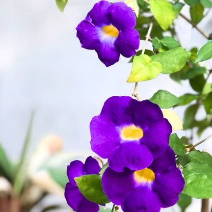 Buy Thunbergia Erecta Blue – Plant Online at Lalitenterprise