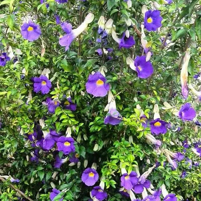 Buy Mini Erecta (Thunbergia Erecta Blue) "Meyenia Erecta Mini" – Plant Online at Lalitenterprise