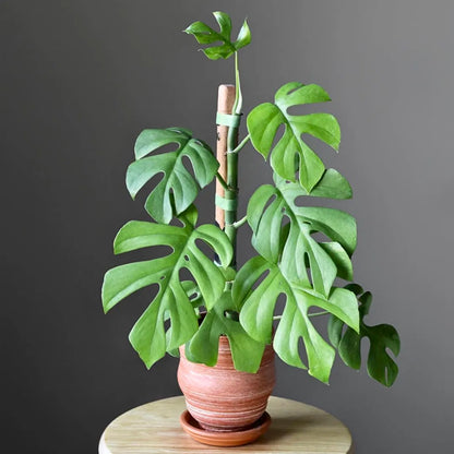 Buy Rhaphidophora Tetrasperma (Mini Monstera) - Plant Online at Lalitenterprise