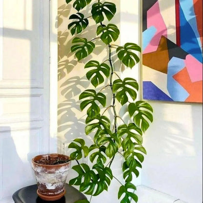 Buy Mini Monstera - Plant Online at Lalitenterprise