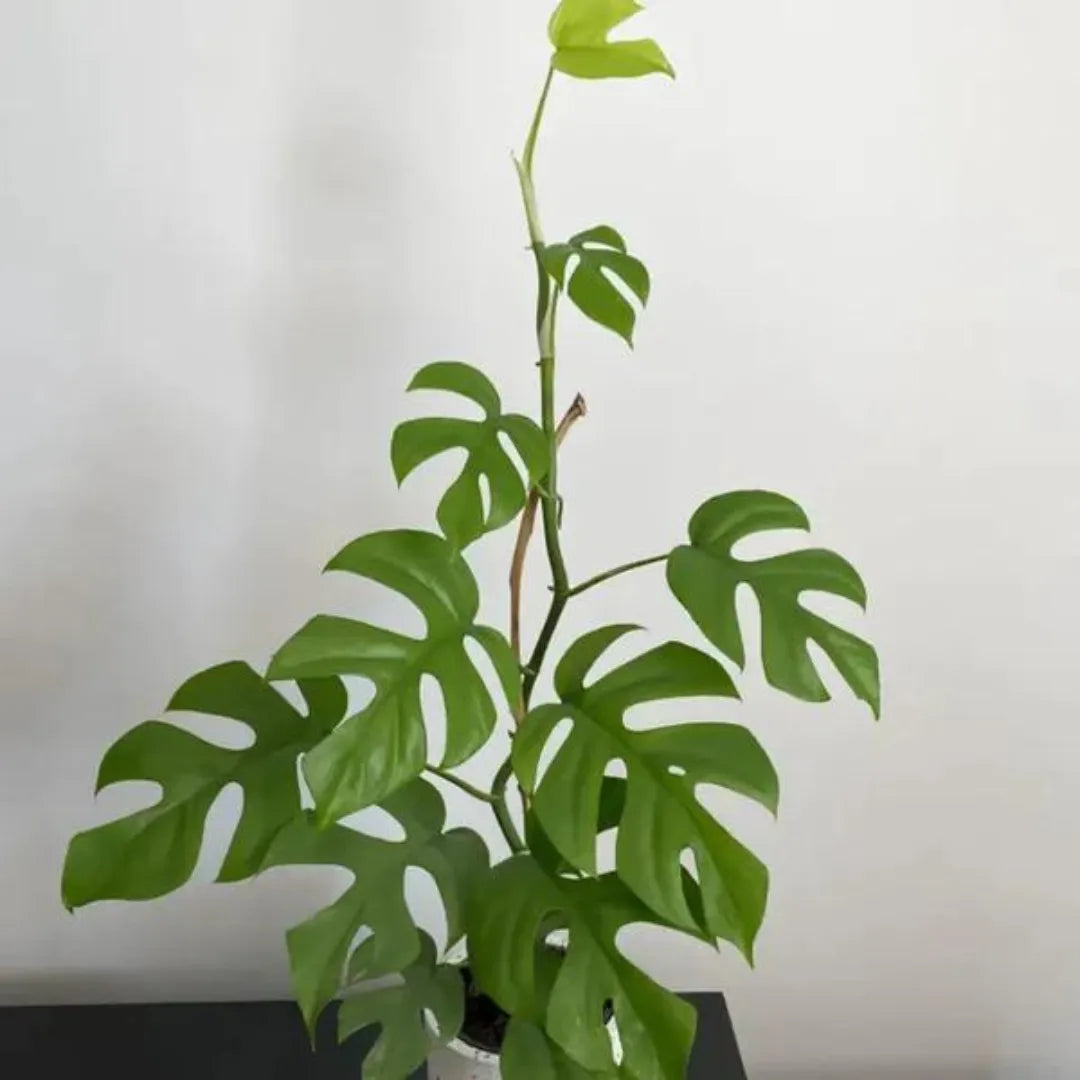 Buy Rhaphidophora Tetrasperma Plant Online at Lalitenterprise