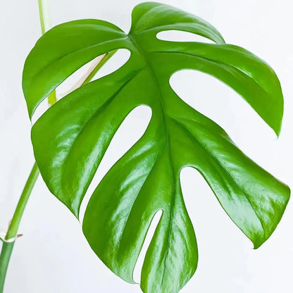 Buy Rhaphidophora Tetrasperma (Mini Monstera) - Plant Online at Lalitenterprise
