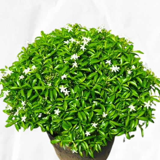 Buy Mini Tagar (Mini Chandani Flower) - Plant Online at Lalitenterprise