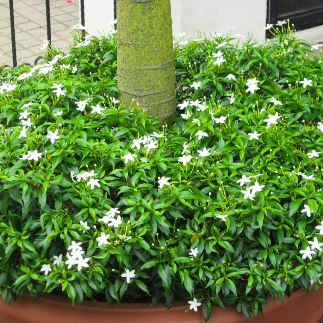 Buy Mini Tagar (Mini Chandani Flower) - Plant Online at Lalitenterprise