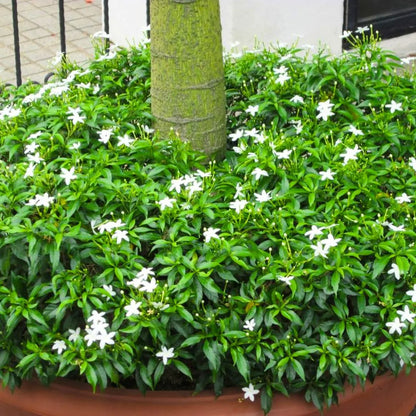 Buy Mini Tagar (Mini Chandani Flower) - Plant Online at Lalitenterprise