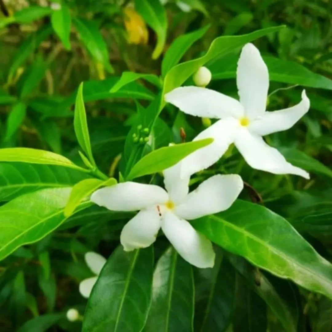Tagar Regular Mini Tagar (Mini Chandani Flower) - Plant – Lalit Enterprise