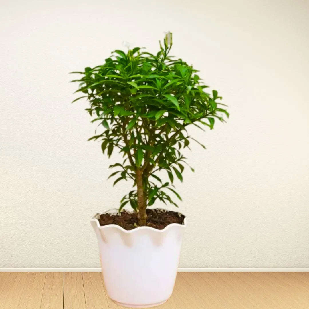 Buy Mini Tagar (Mini Chandani Flower) - Plant Online at Lalitenterprise