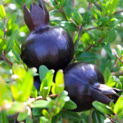 Buy Pomegranate Dwarf (Miniature Anar) - Plant Online at Lalitenterprise