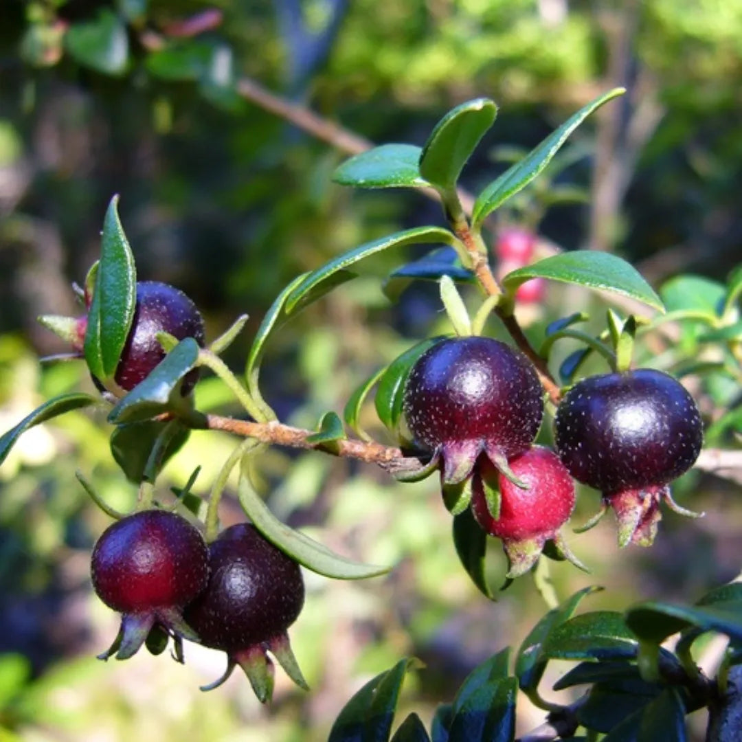 Buy Miniature Anar - Plant Online at Lalitenterprise