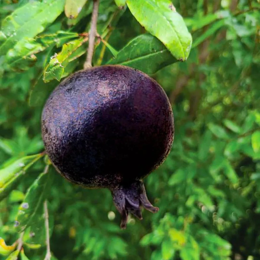 Buy Pomegranate Dwarf (Miniature Anar) - Plant Online at Lalitenterprise