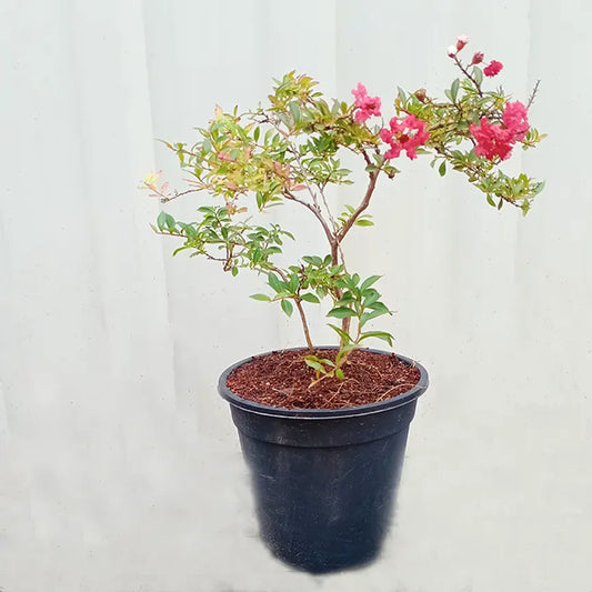 Buy Miniature Crape Myrtle Pink (Lagerstroemia Indica Cherry Dazzle Dwarf) - Plant Online at Lalitenterprise