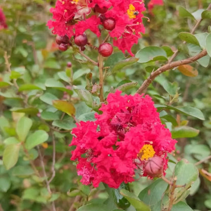 Buy Miniature Crape Myrtle Pink - Plant Online at Lalitenterprise