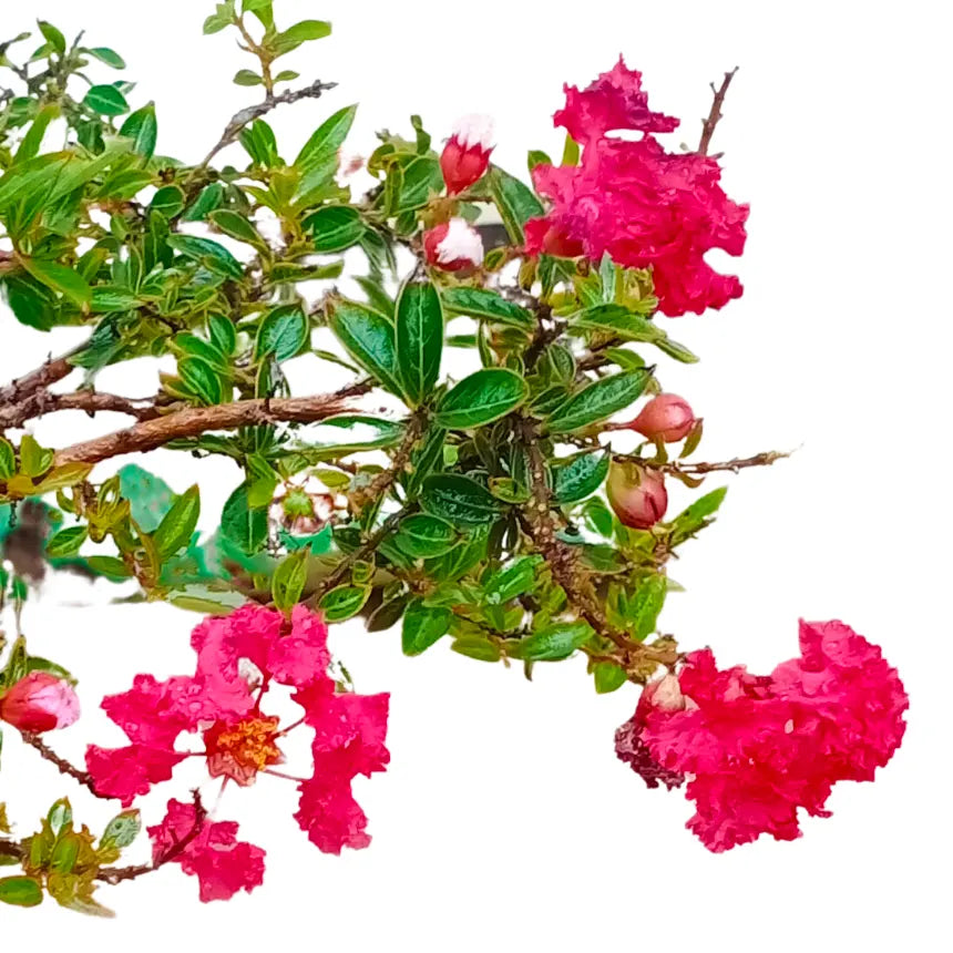 Buy Lagerstroemia Indica Cherry Dazzle Dwarf - Plant Online at Lalitenterprise