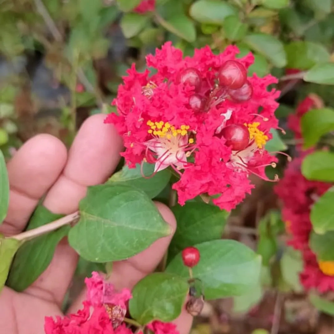 Buy Miniature Crape Myrtle Pink (Lagerstroemia Indica Cherry Dazzle Dwarf) - Plant Online at Lalitenterprise