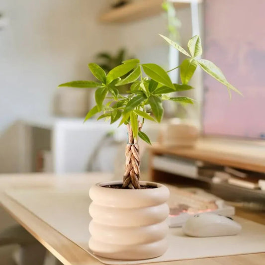 Buy Miniature Pachira Aquatica (Mini Money Tree) - Plant Online at Lalitenterprise