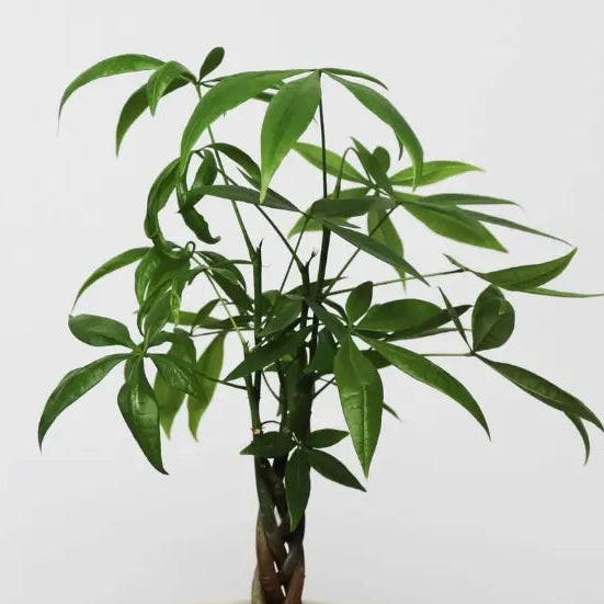 Buy Miniature Pachira Aquatica (Mini Money Tree) - Plant Online at Lalitenterprise