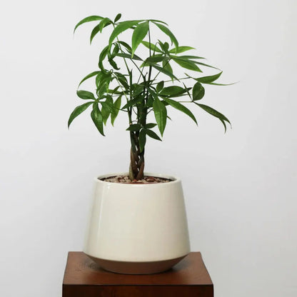 Buy Miniature Pachira Aquatica (Mini Money Tree) - Plant Online at Lalitenterprise