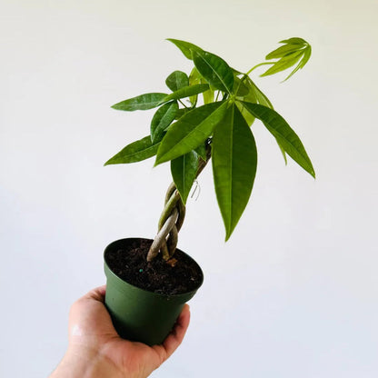Buy Miniature Pachira Aquatica (Mini Money Tree) - Plant Online at Lalitenterprise