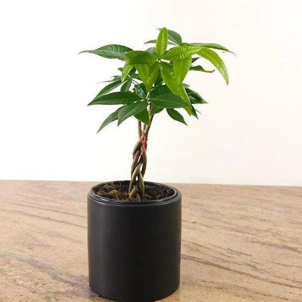Buy Miniature Pachira Aquatica (Mini Money Tree) - Plant Online at Lalitenterprise