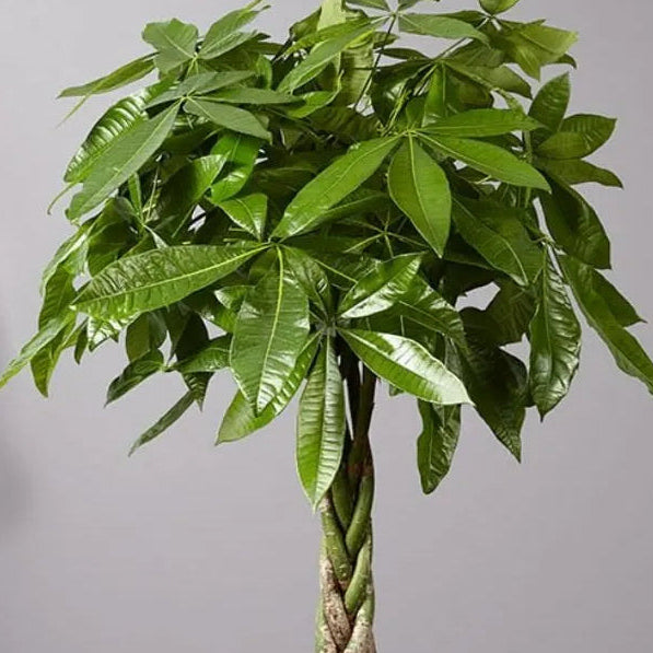 Buy Miniature Pachira Aquatica (Mini Money Tree) - Plant Online at Lalitenterprise