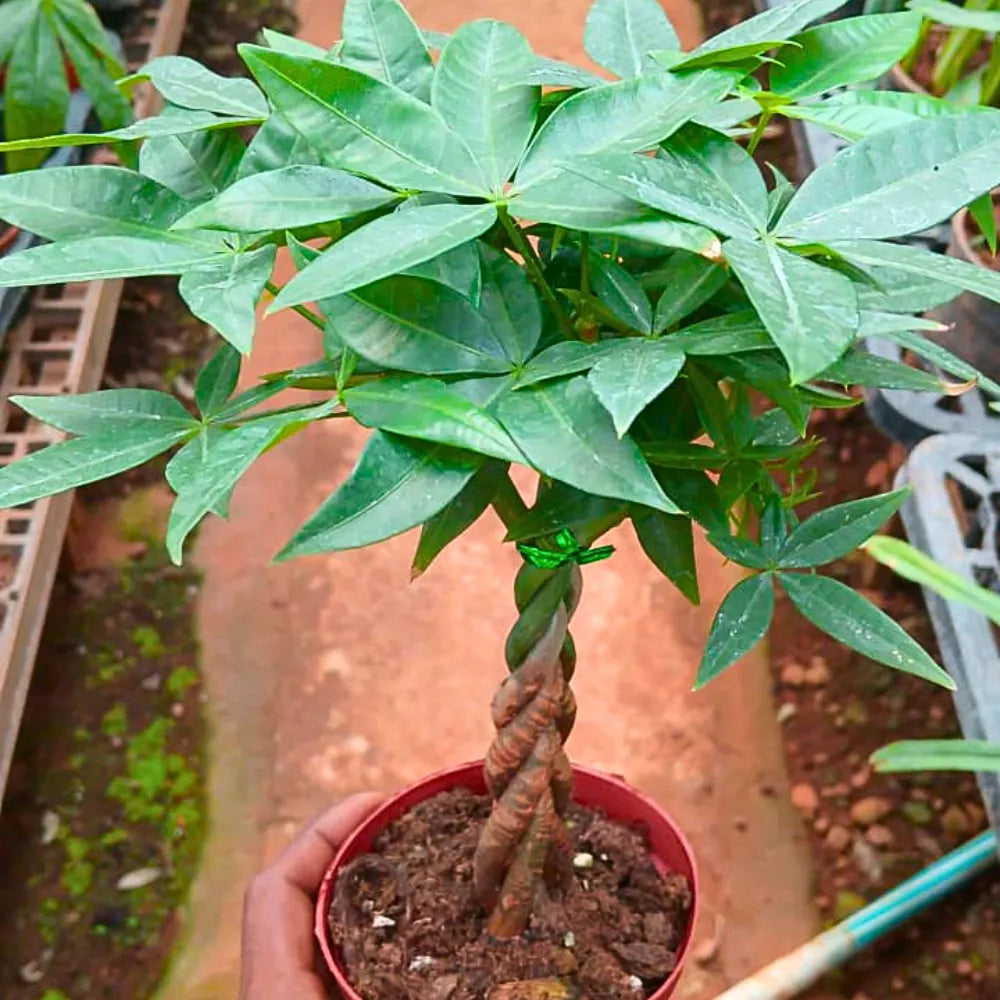 Buy Miniature Pachira Aquatica (Mini Money Tree) - Plant Online at Lalitenterprise