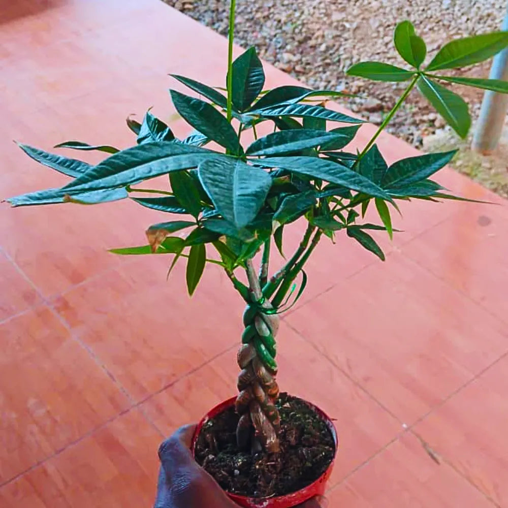 Buy Miniature Pachira Aquatica (Mini Money Tree) - Plant Online at Lalitenterprise